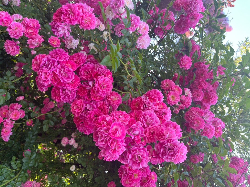 浜名湖花博🌼